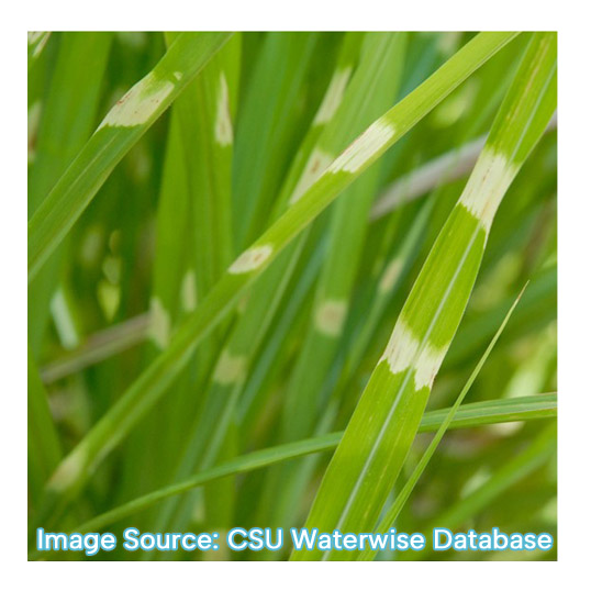 Zebra Grass El Paso County Conservation District