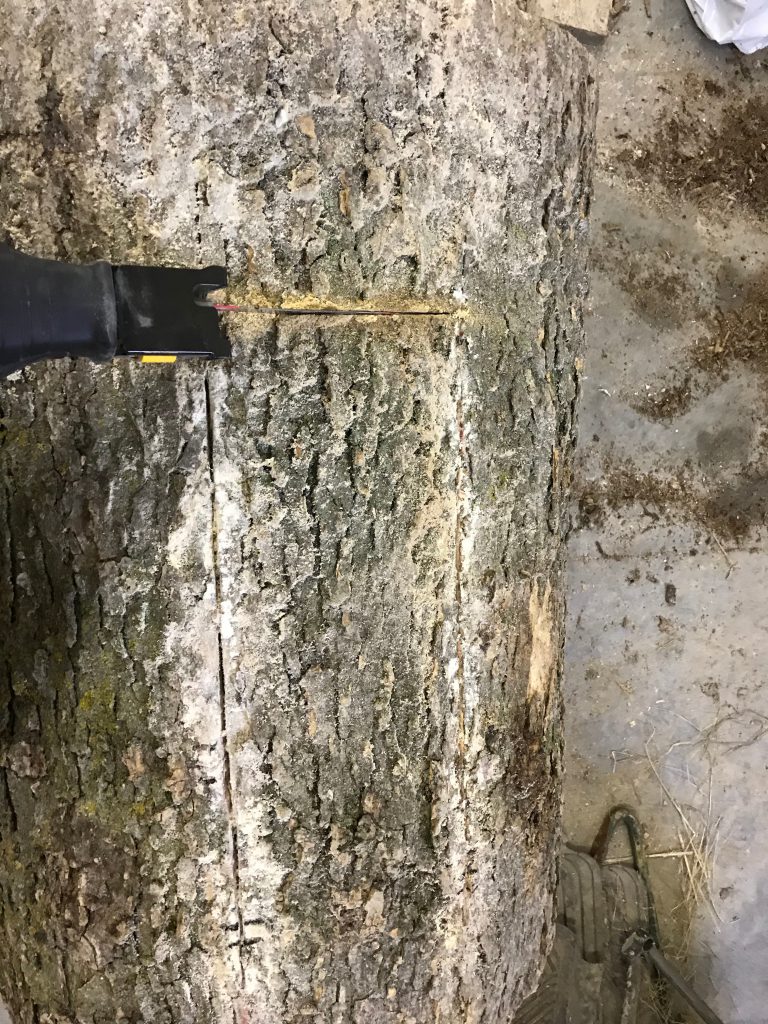 Hackberry Log Hive ephemeral