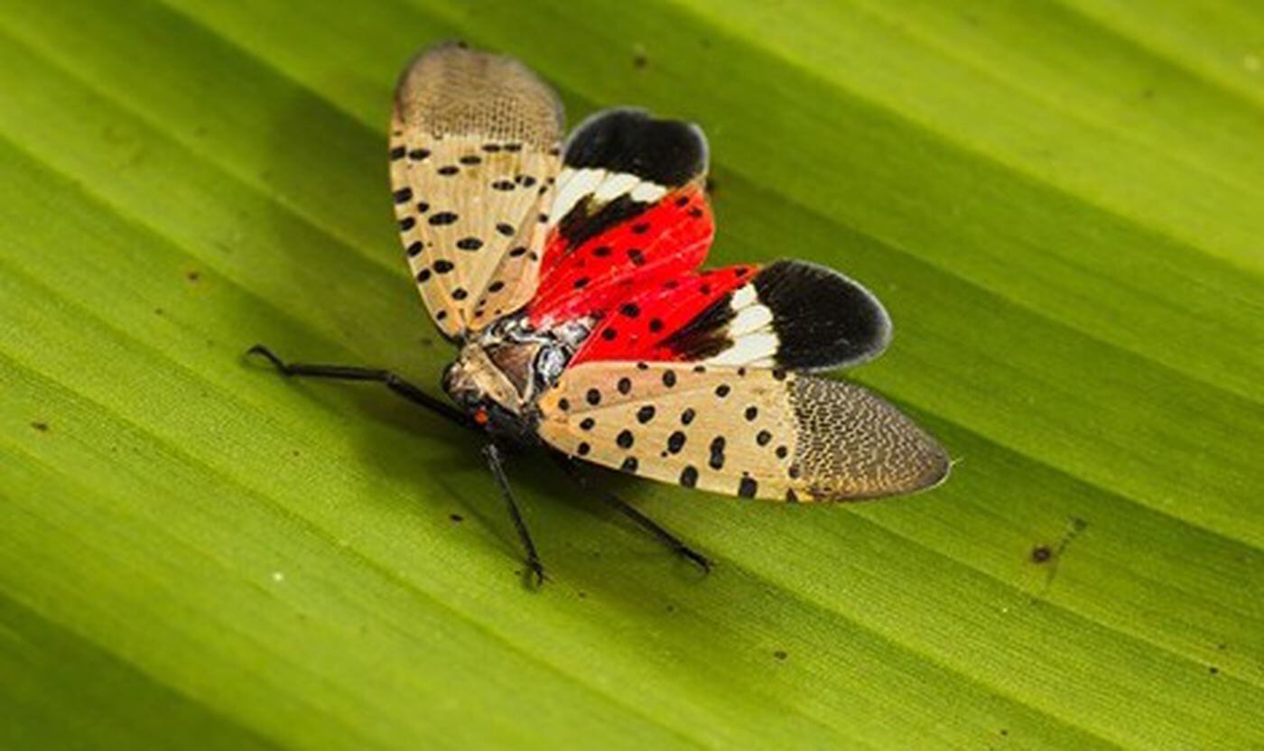 Spot and destroy the spotted lantern fly this fall EP Henry