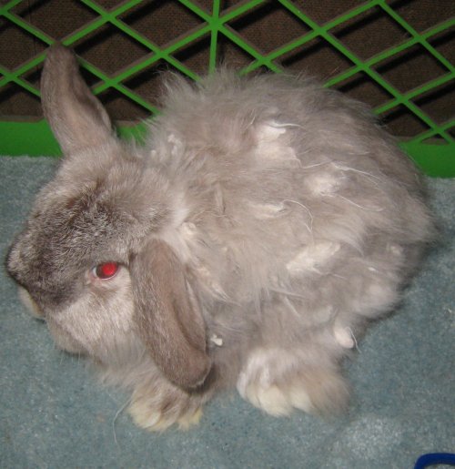 Sable Chinchilla