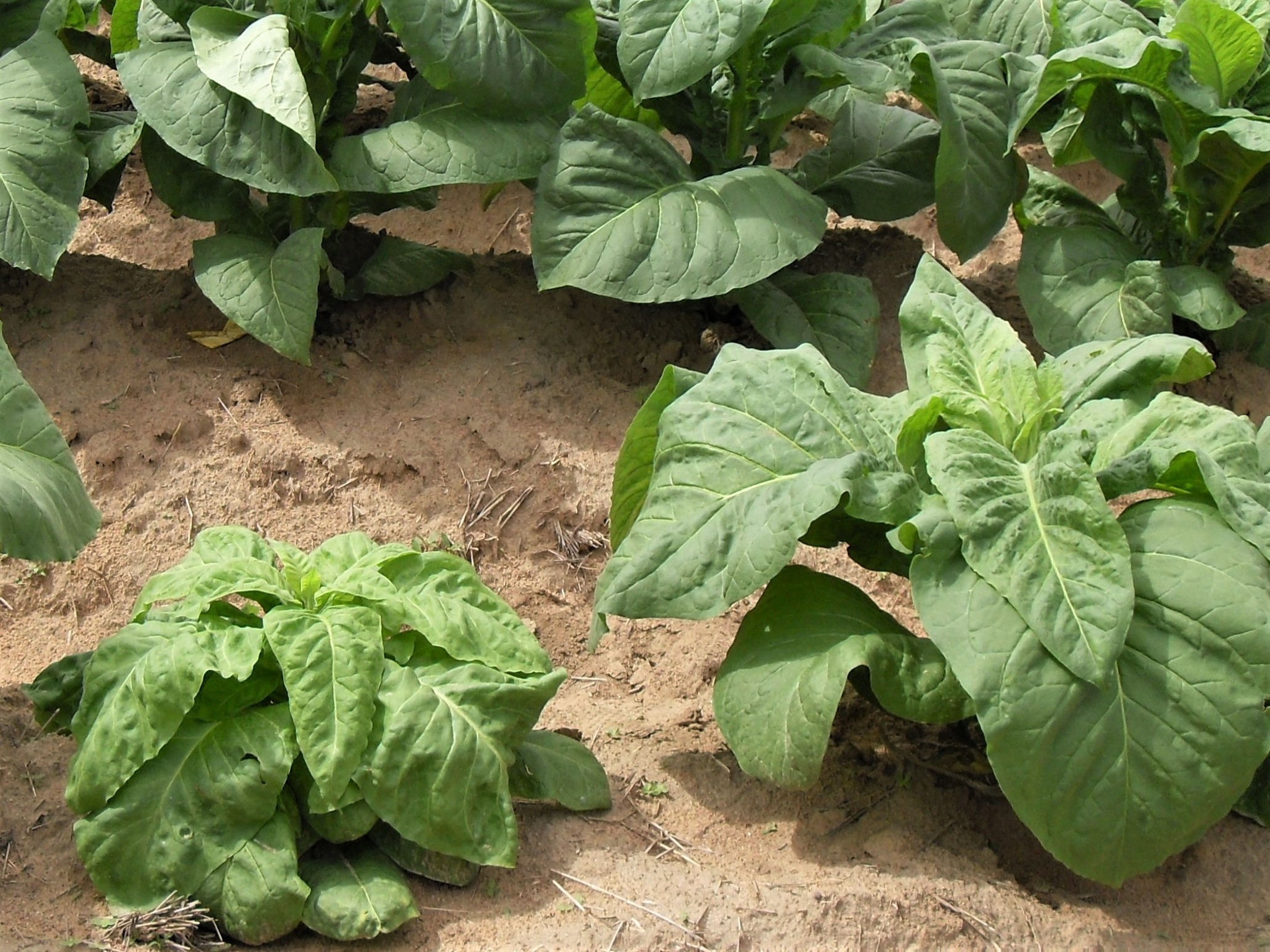 Tobacco Tobacco bushy top virus (TBTV)