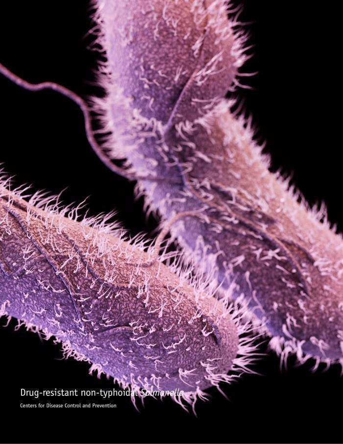 Understanding salmonella infections in Florida » Emerging Pathogens
