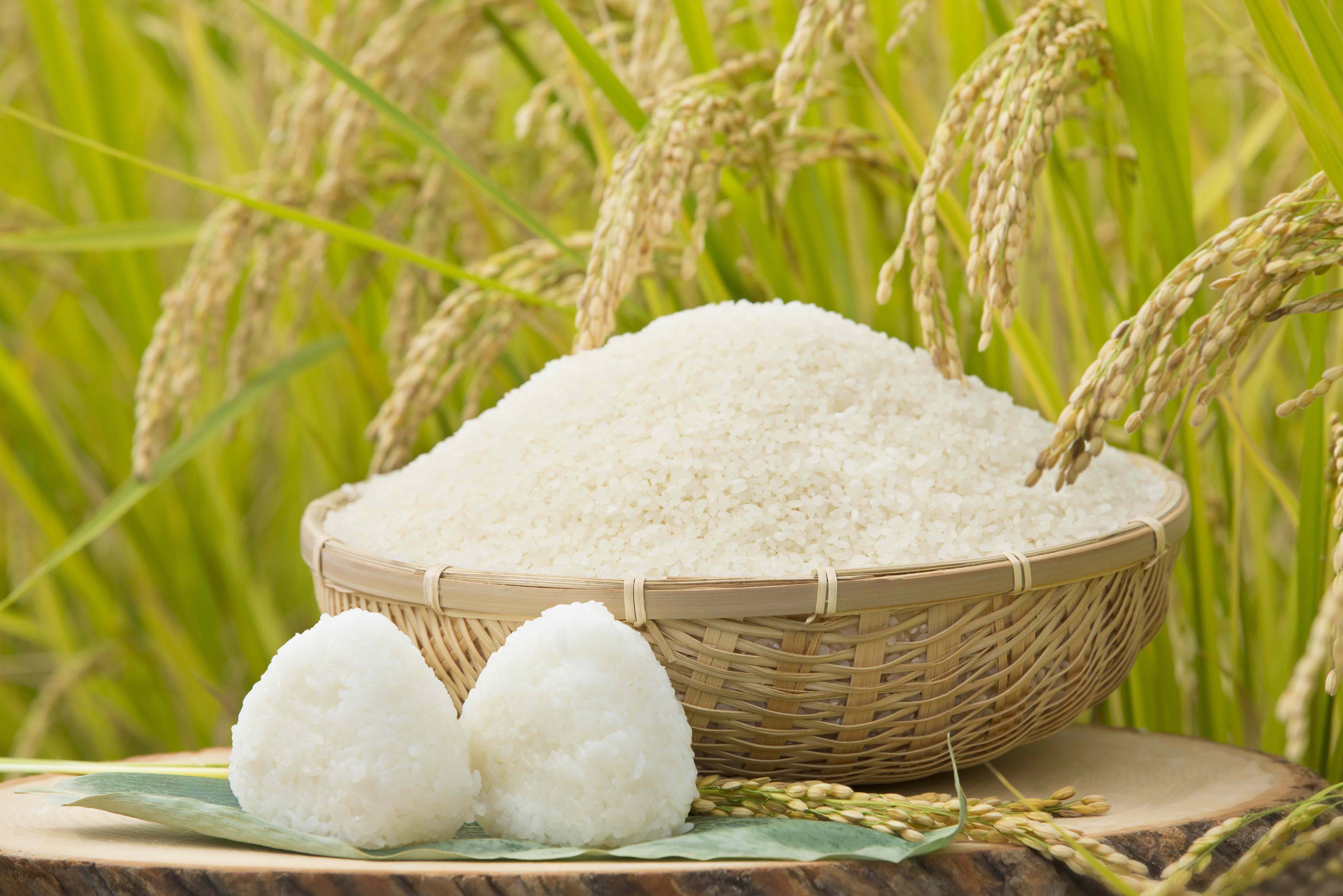 Rice ｜ Epic Japan is for you who are interested in Japan Epic Japan