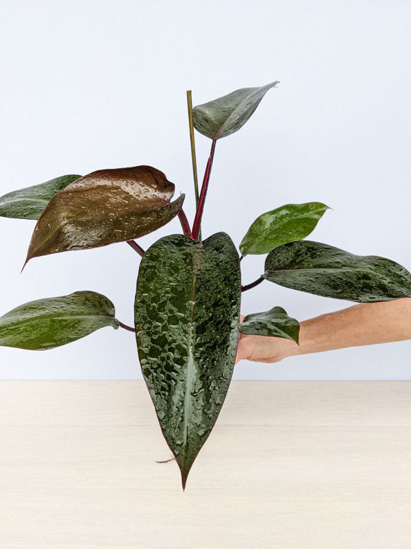 Philodendron Bloody Mary (Actual Plant)