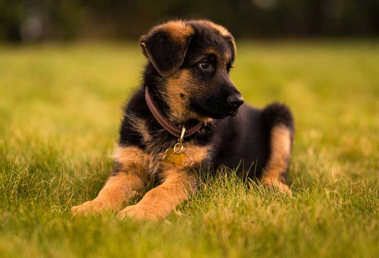 Best Toys for German Shepherd Puppies 2023