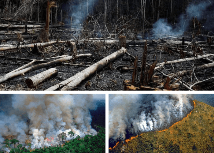 The Amazon is Burning. Here's What You Can Do to Help Epic Self