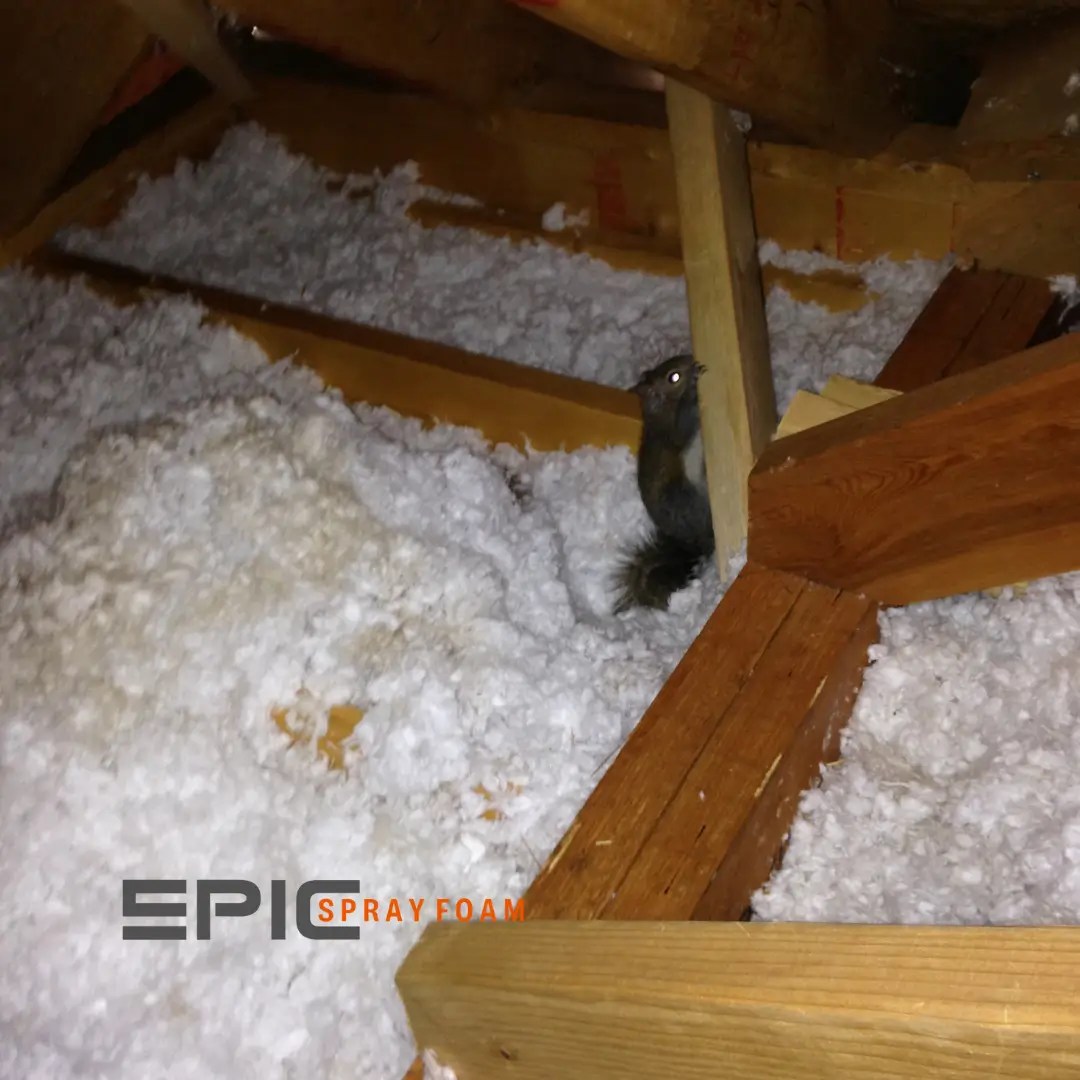 Keep Critters Out Insulation and Pest Control