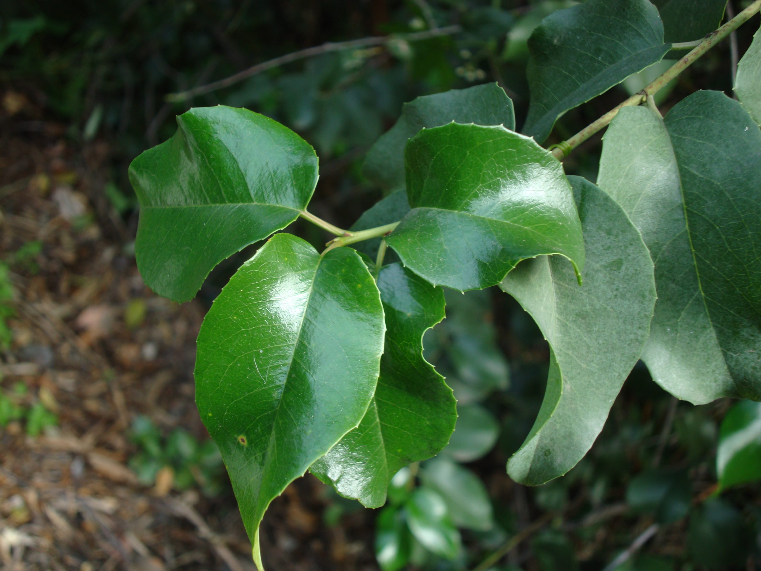 THE WILD CHERRY EpicTactical