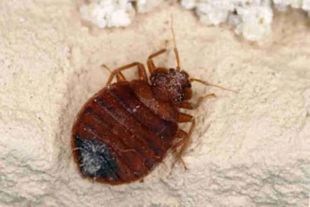 Bed Bug Control Knoxville, TN Epituer Pest Solution, LLC
