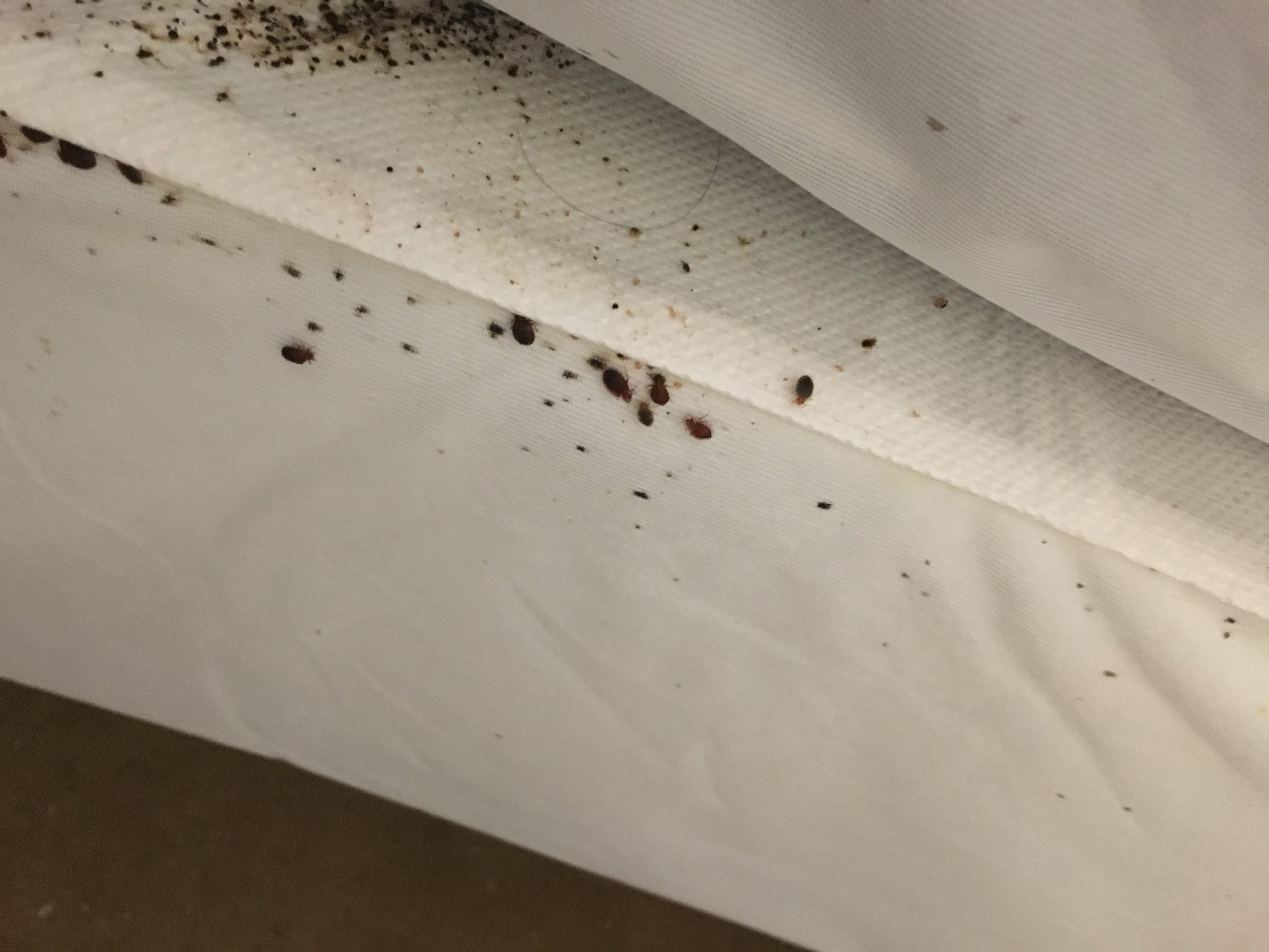 Bed Bug Prevention Holiday Travel Tips