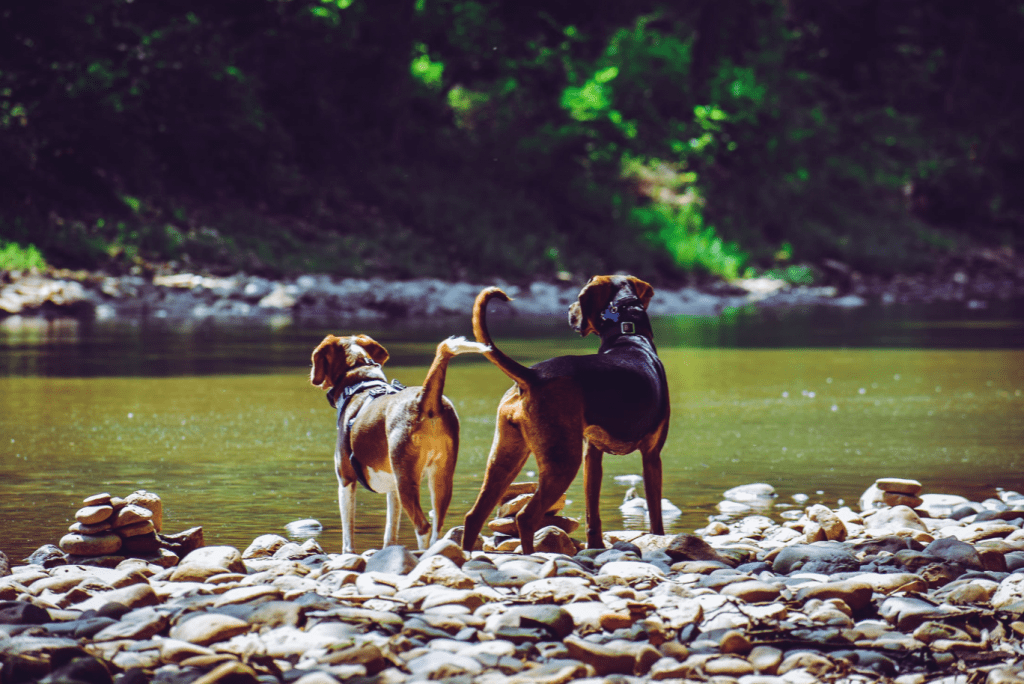 How to Stop Dog from Barking Enterprise Podcast Network