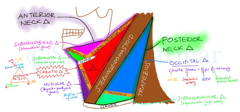 Differential diagnoses of Neck Swellings Epomedicine