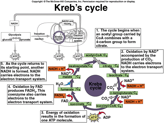 Kreb's cycle (Citric Acid Cycle) Mnemonic Epomedicine
