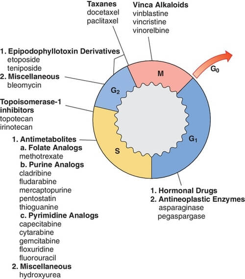 Cell Cycle Made Easy Epomedicine