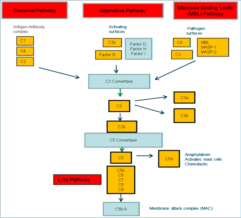 Complement Pathway - Explained | Epomedicine