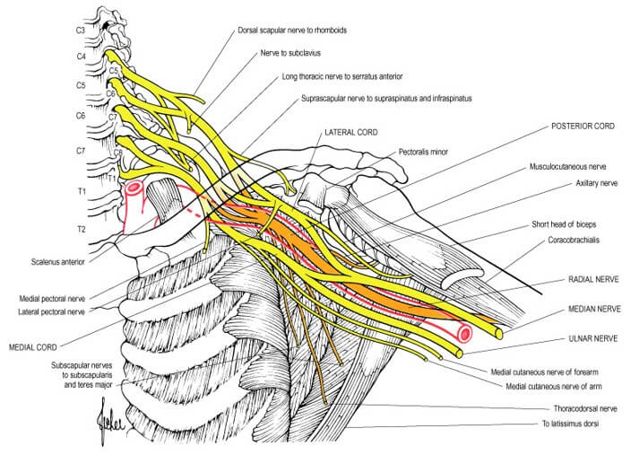Brachial Plexus Simplified with Mnemonics Epomedicine