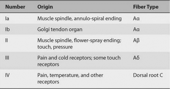 Nerve fibers Classification Epomedicine