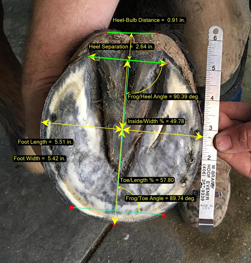 MetronHoof Track Equine Hoof With Radiographs and Photographs