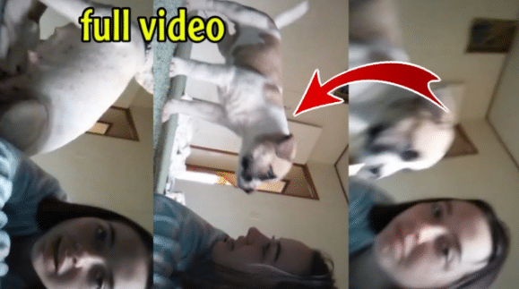 (Full Video) Link Leaked Video Denise Frazier Dog Videos Reddit
