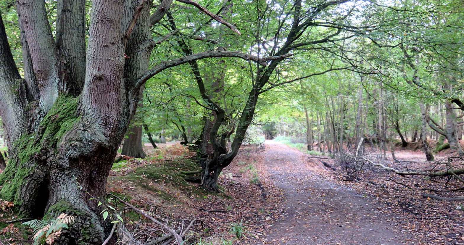 LOCAL NEWS EFCA’s Response to Epping Forest District Council’s Climate