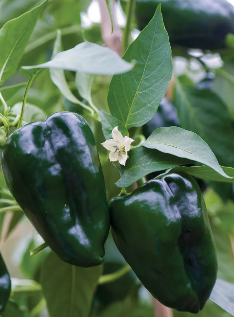 Poblano (Ancho) Pepper