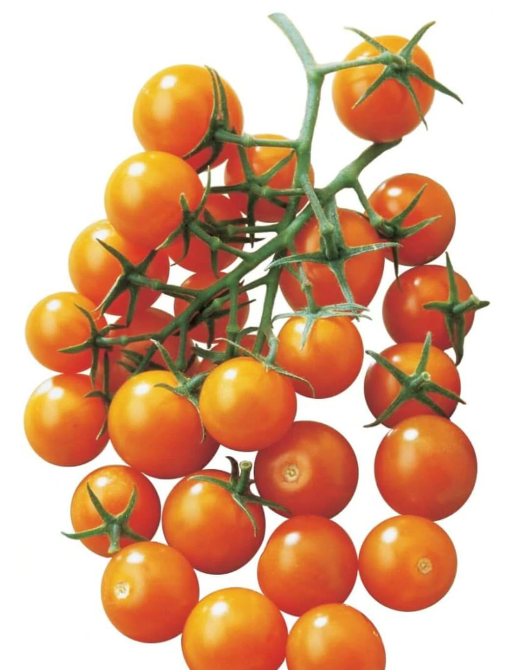 Sun Sugar Tomato