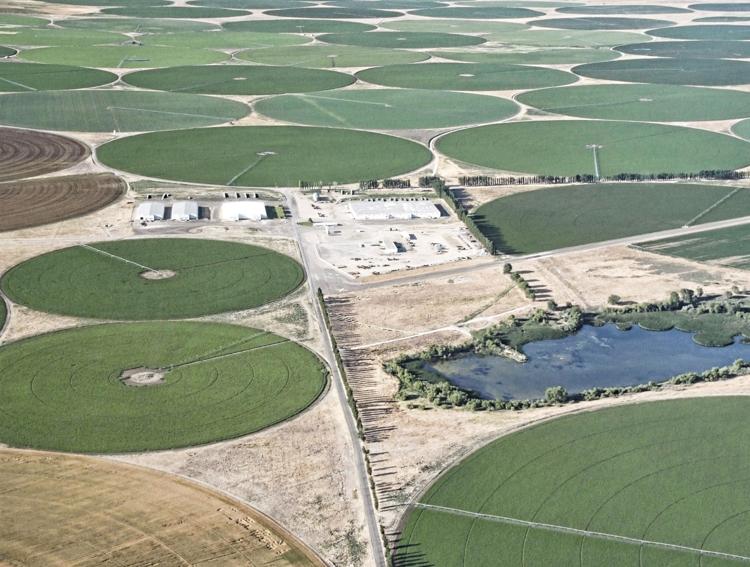 Largest Oregon Dairy Plans to Make Natural Gas From Cow Manure