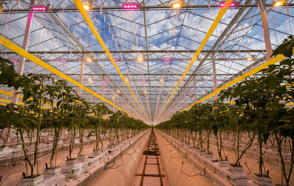 This Utah greenhouse can grow 750 acres worth of tomatoes using a
