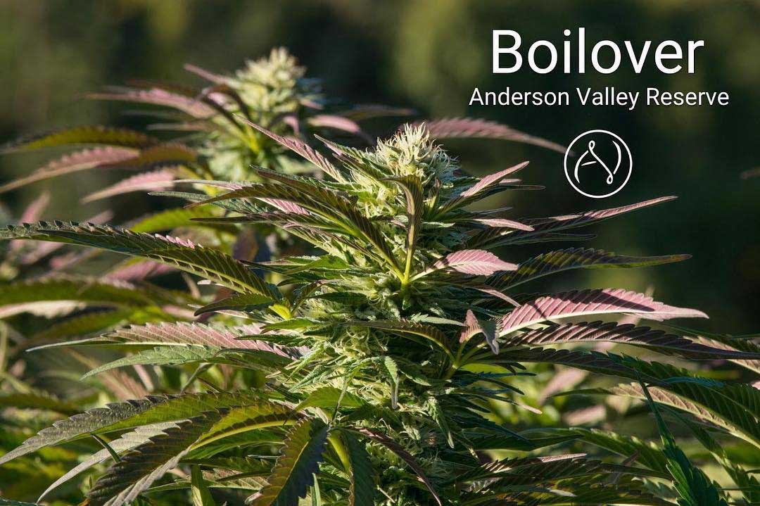 Boil Over Equilibrium