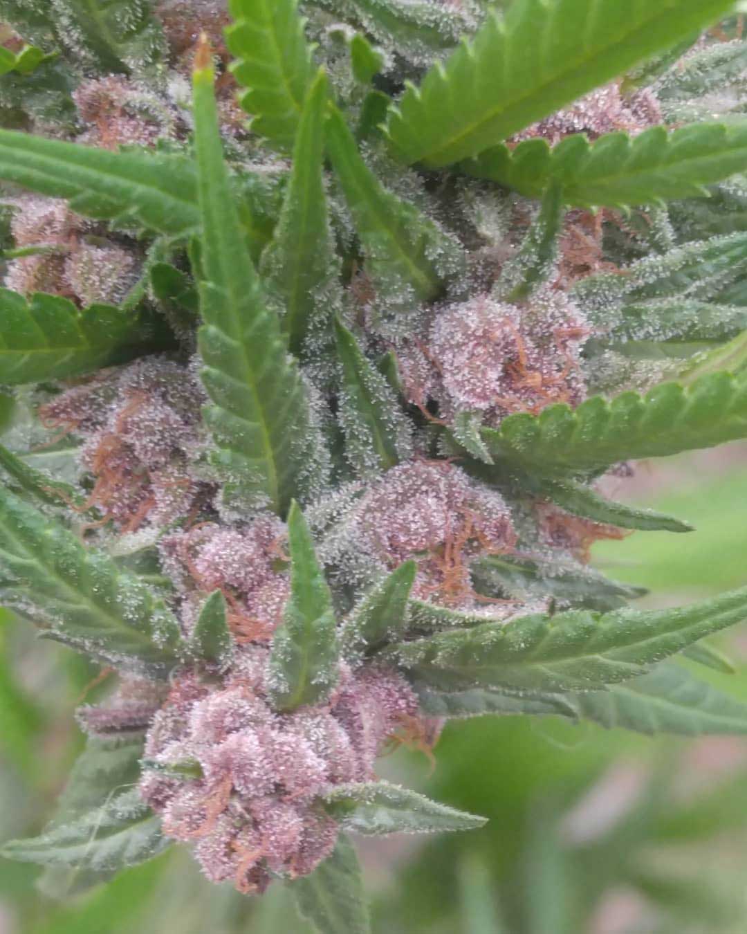 Panama Red CBD Equilibrium