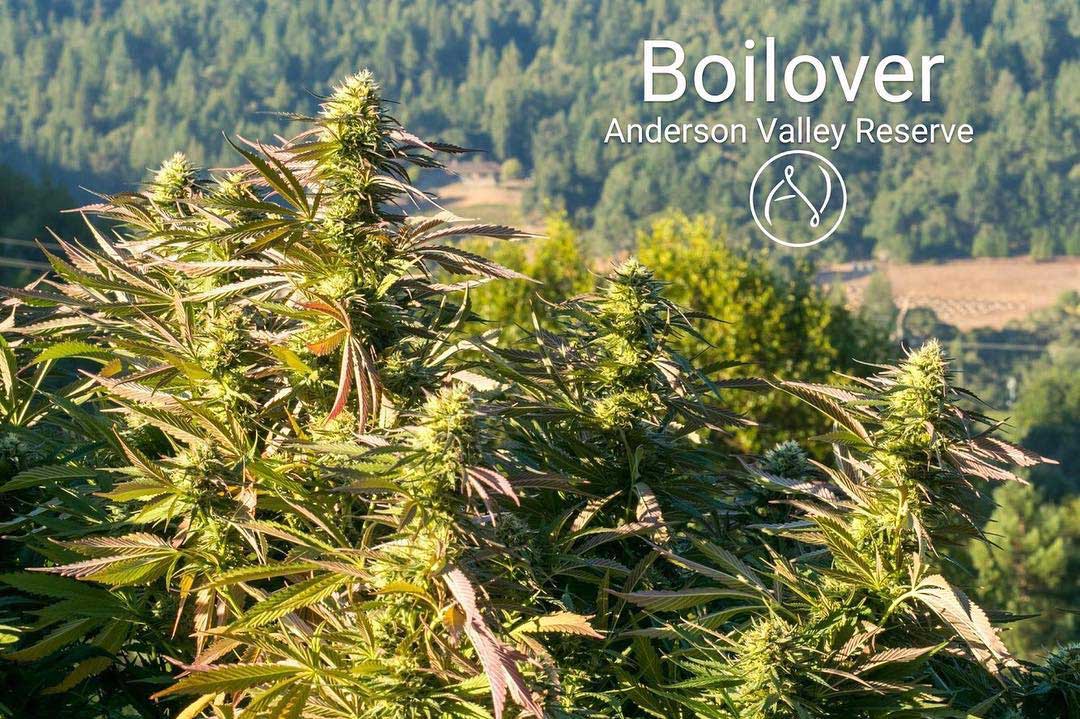 Boil Over Equilibrium