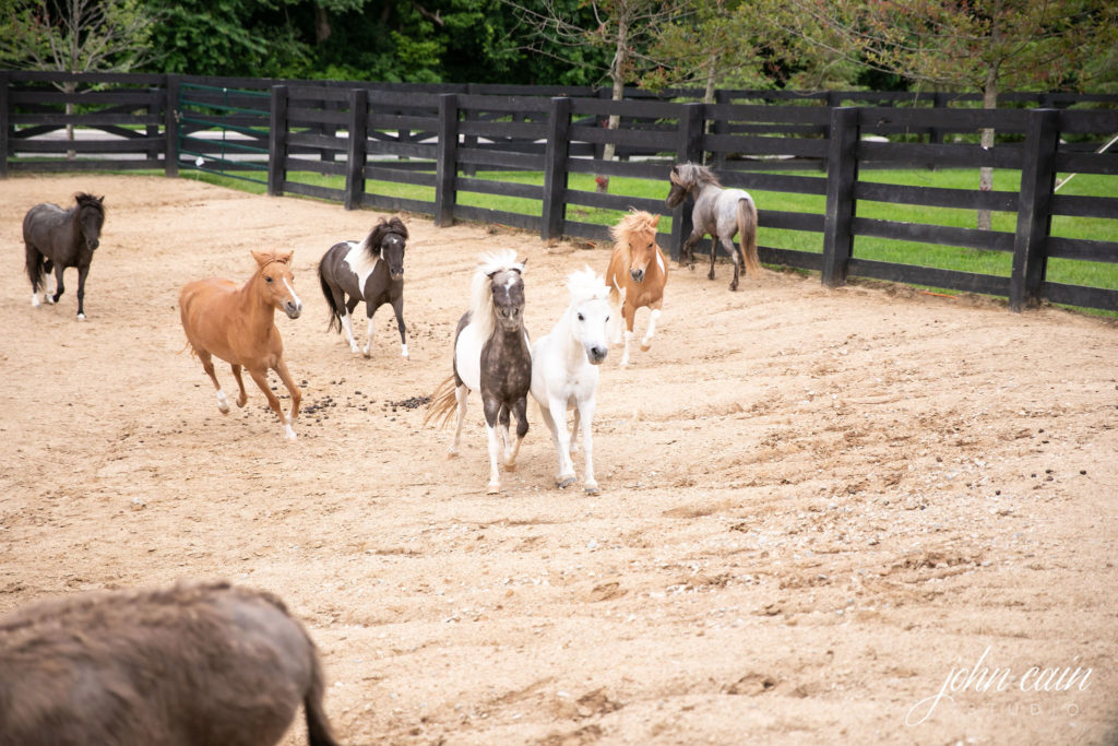 R&R Ranch A Mini Horse Haven Equestrian Living