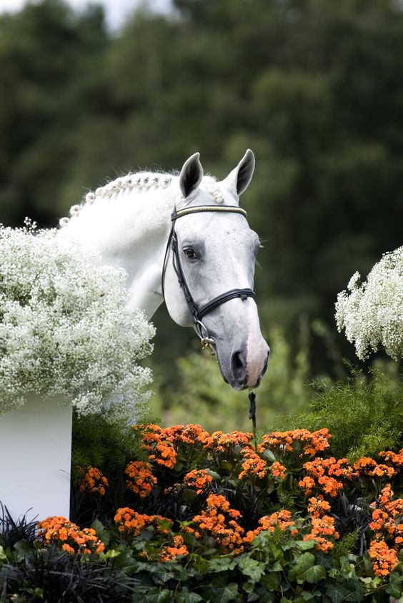 HorseFriendly Plants for your Pastures and Gardens Equestrian Living