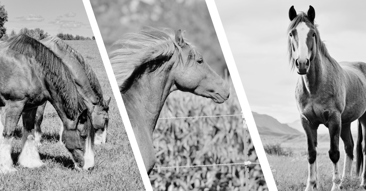 Popular Horse Breeds for Beginners Equestrian Studio