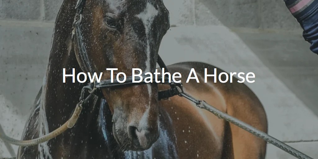 How To Bathe or Shower A Horse Tops Tips & Advice