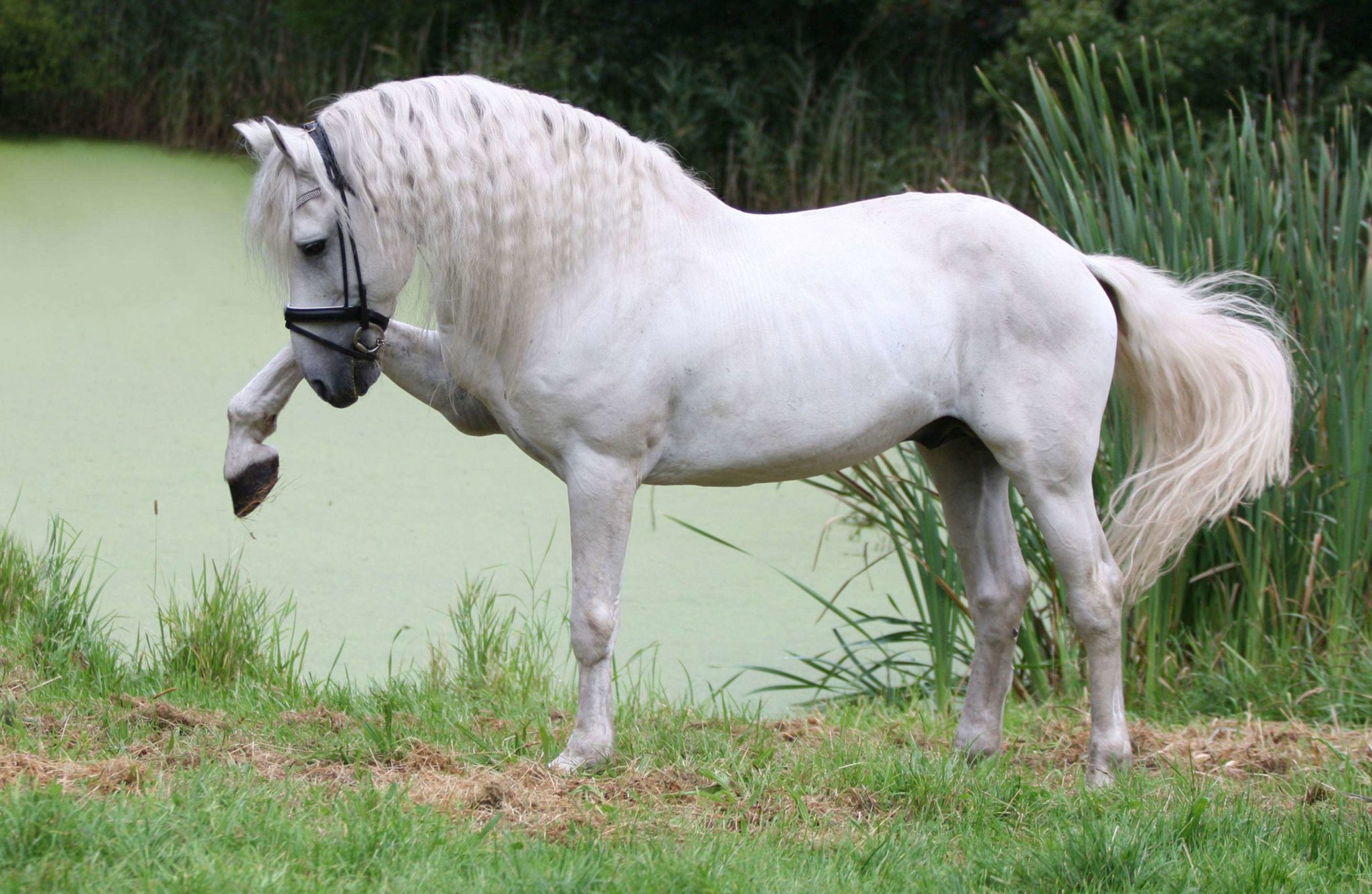 BREED SPOTLIGHT THE ANDALUSION Equestrian Hub