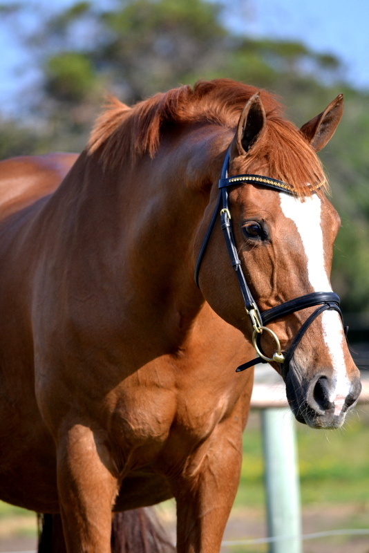 Chestnut Mare Syndrome fact or fiction? Equestrian Hub