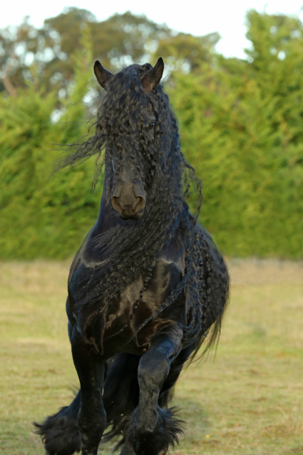 Breed Feature The Bodacious Baroque Horse Equestrian Hub