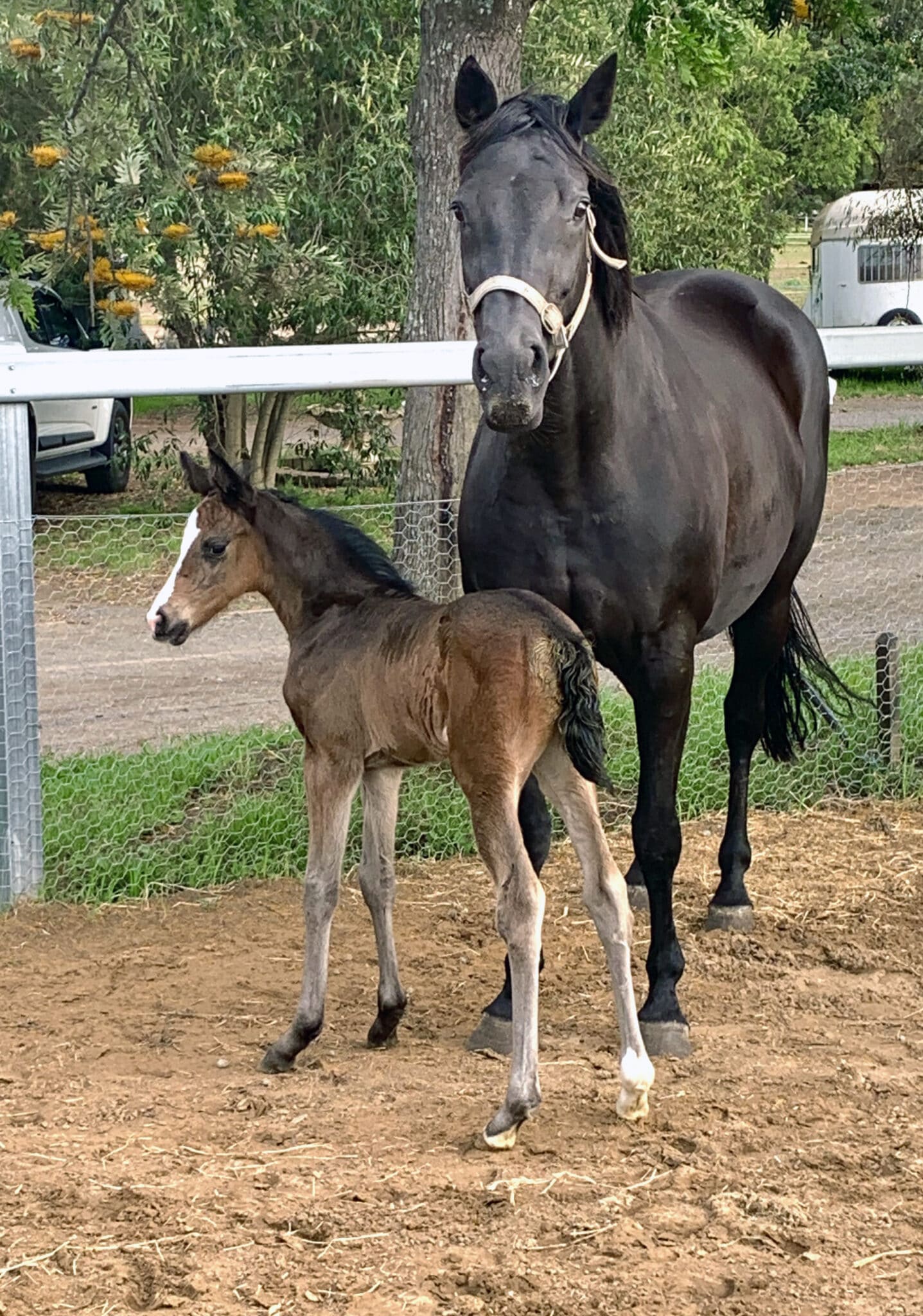 20 Questions with Robert Stewart Equestrian Hub