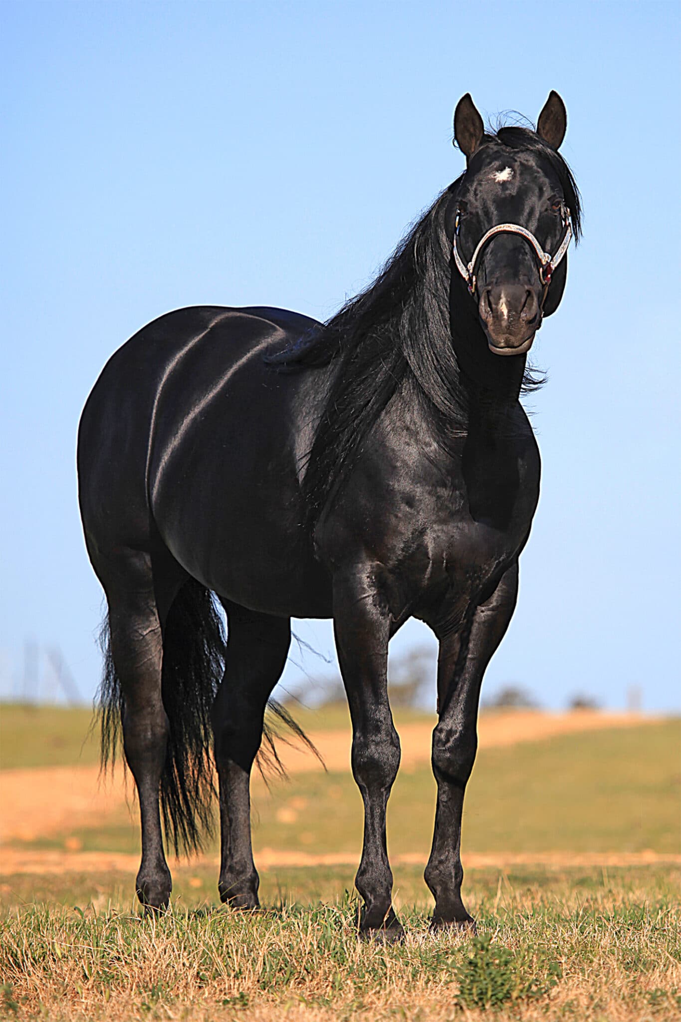 Horse Colour 101 Part 1 Equestrian Hub