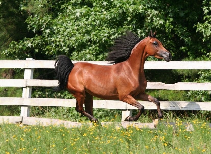 Hot Blooded, Cold Blooded and Warm Blooded, Oh My! Equestrian Hub