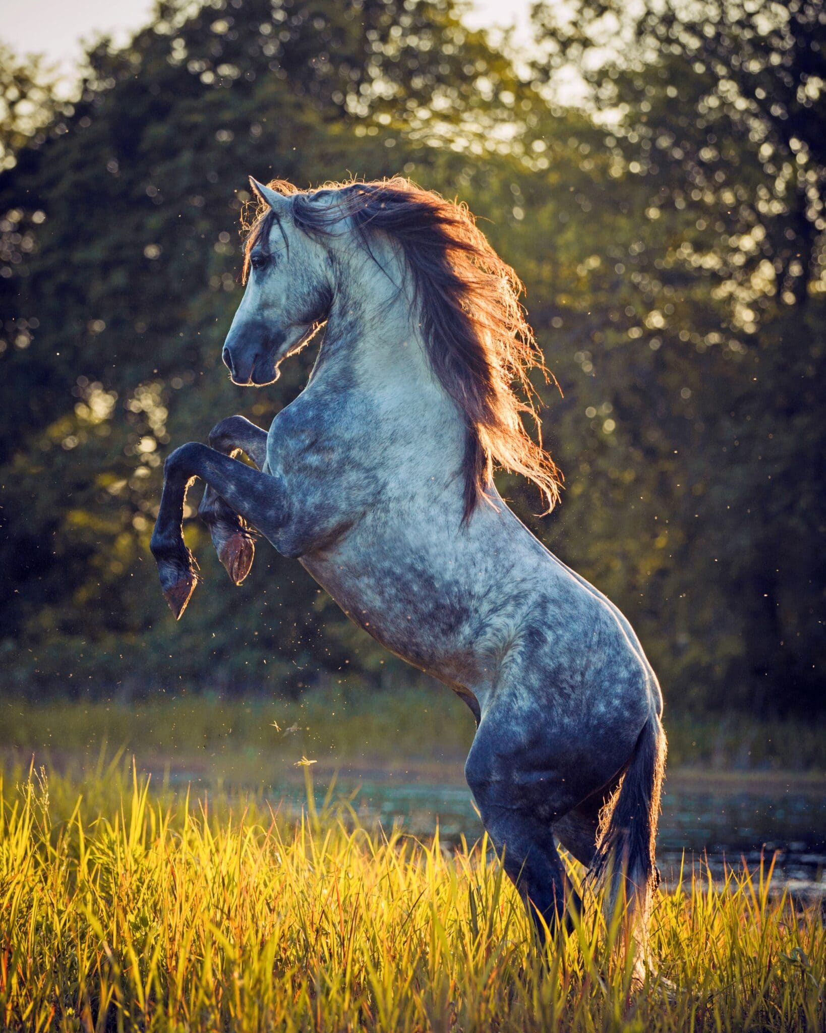 Breed Feature The Warlander Equestrian Hub