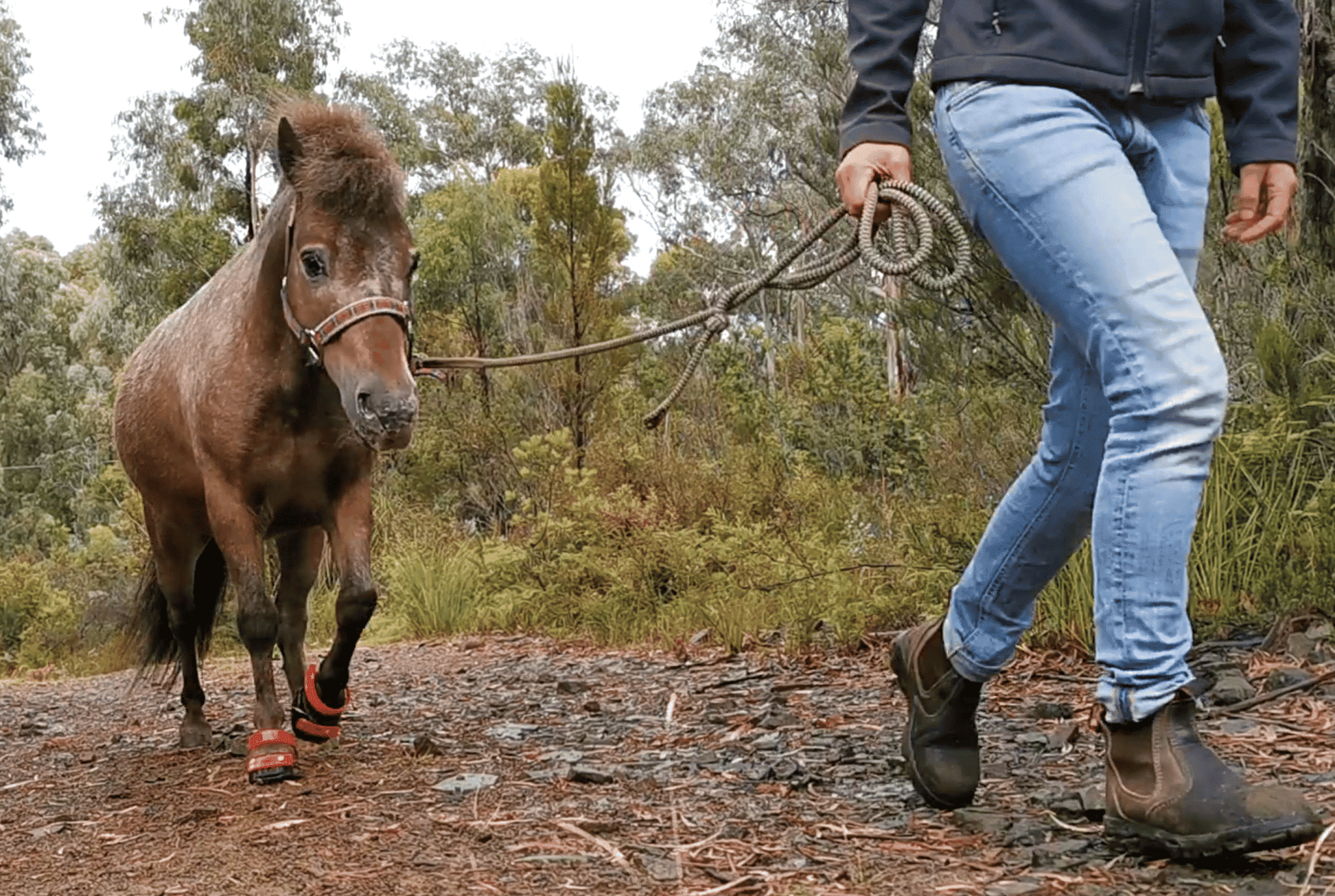 Using Hoof Boots to Aid Laminitis Recovery Equestrian Hub