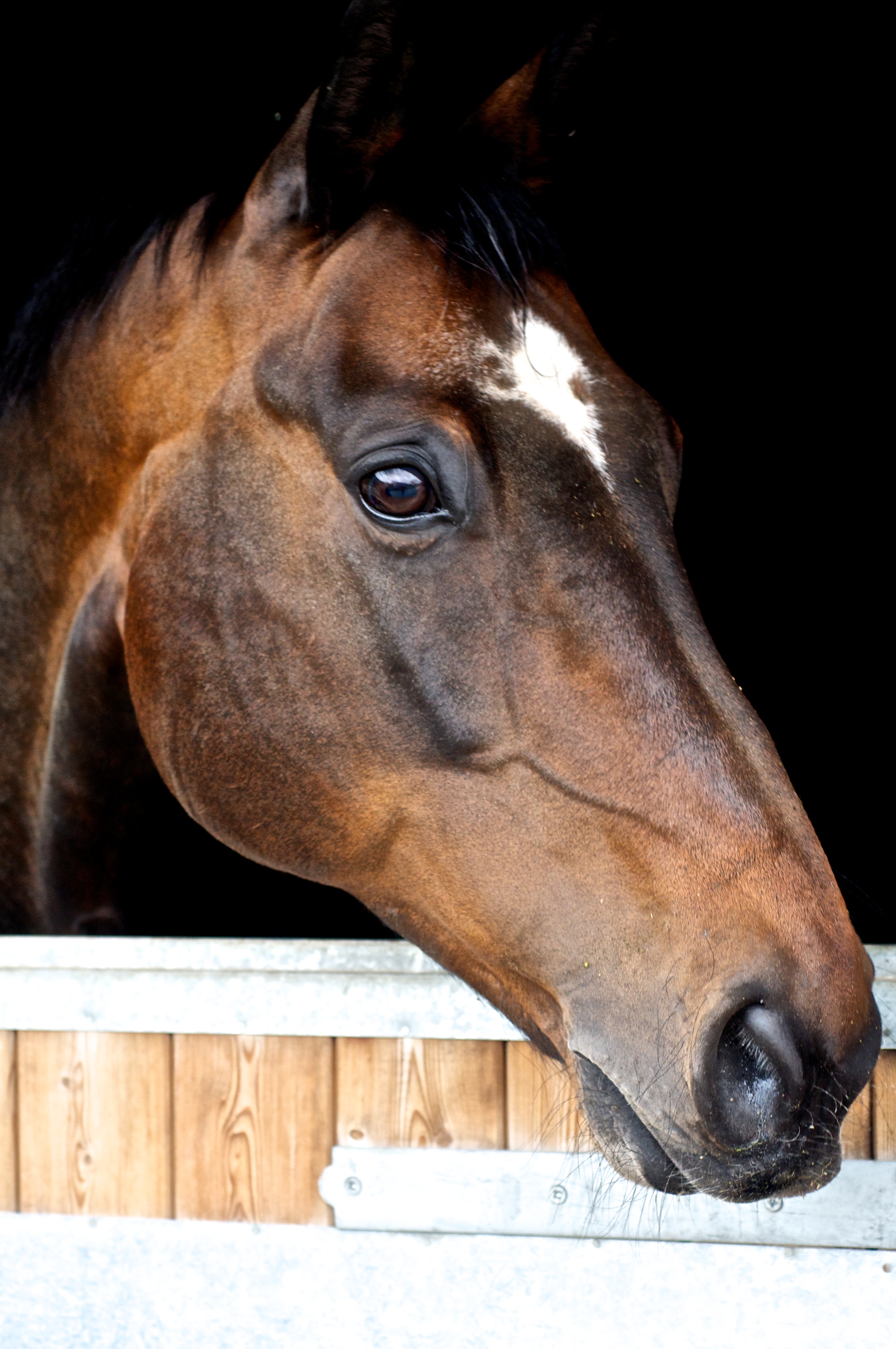 Livery Packages Equestrian Philosophy