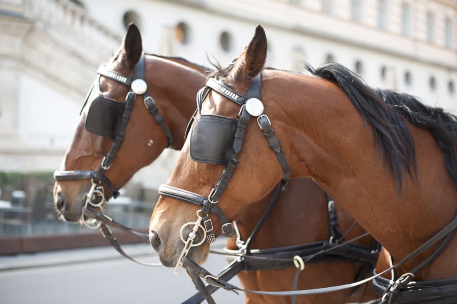 Why Do Horses Need Blinders? Equestrian Space