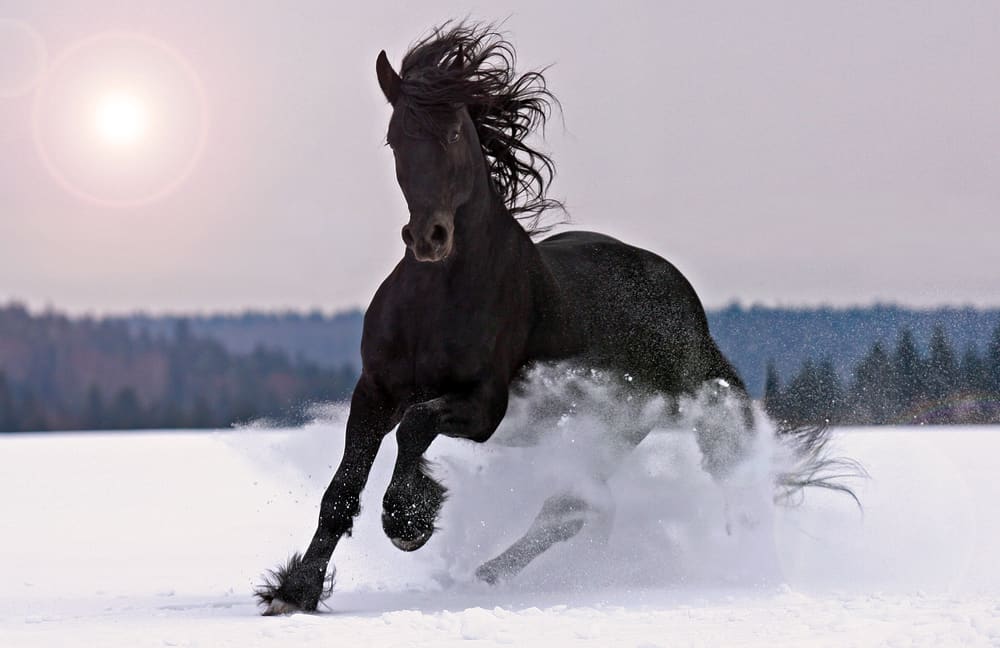 How Cold Can Horses Tolerate? Equestrian Space