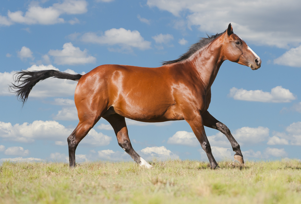 Best Horse Breeds For Western Riding Equestrian Space