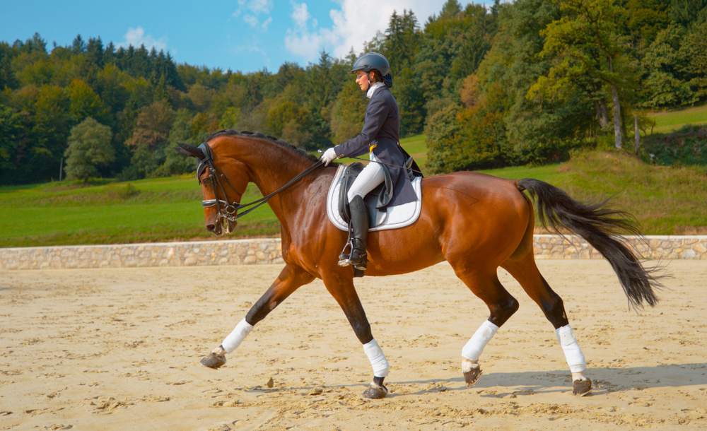 What Is Flatwork In Riding? Equestrian Space