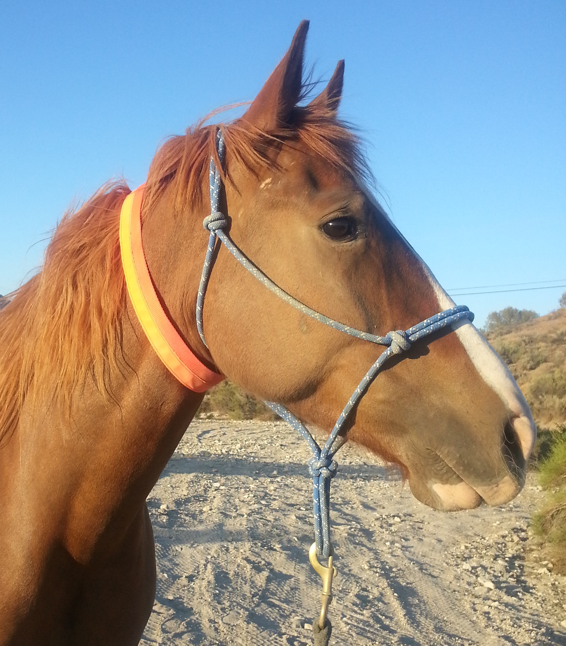 MultiPurpose Equine ID Collar EquestriSafe, LLc