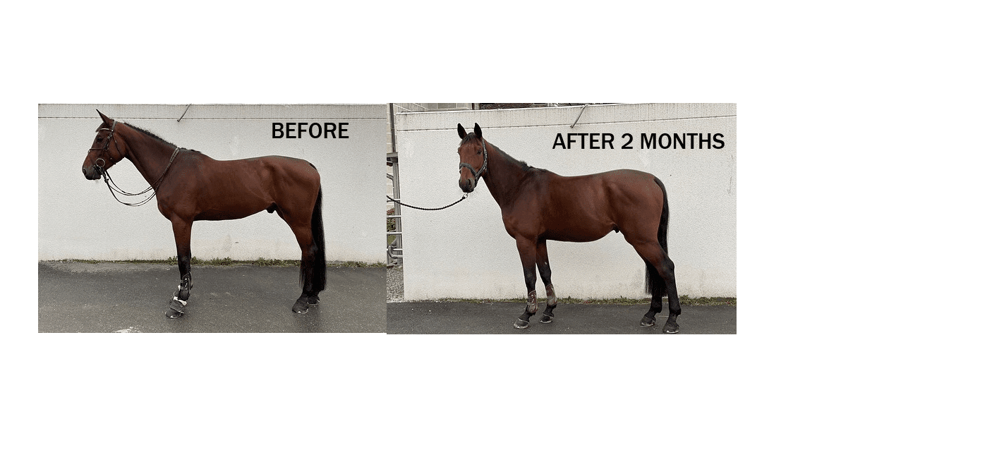 Body Builder™ Horse Supplement Horse and Dog Supplements Body